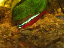 Paracheirodon herbertaxelrodi cardinal tetra (Black Neon Tetra)